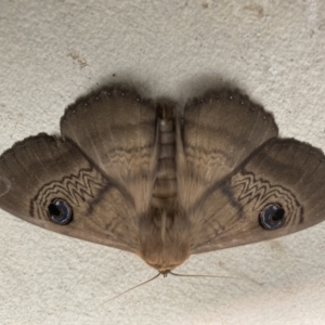 Dasypodia selenophora at Stromlo, ACT - 4 Dec 2021