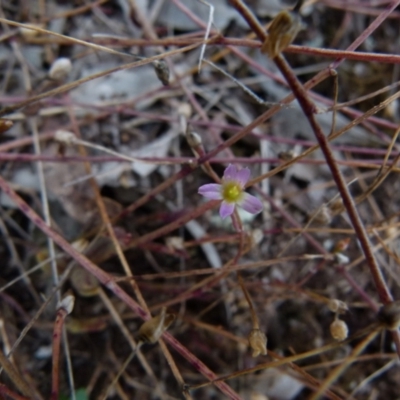 Calandrinia eremaea (Small Purslane) at Boro - 14 Dec 2021 by Paul4K