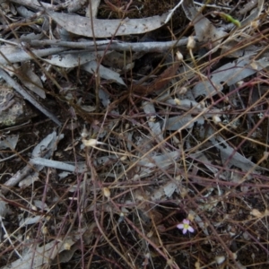 Calandrinia eremaea at suppressed - 14 Dec 2021