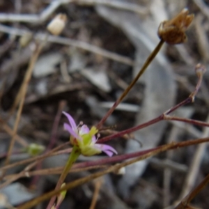 Calandrinia eremaea at suppressed - suppressed