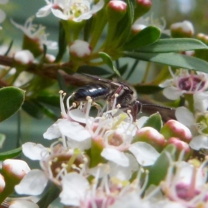 Leioproctus (Leioproctus) alleynae at Boro, NSW - 14 Dec 2021