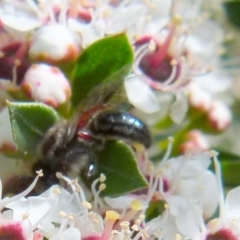 Leioproctus (Leioproctus) alleynae at Boro, NSW - 14 Dec 2021