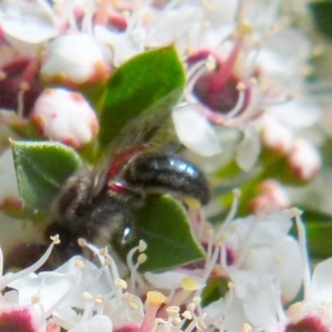 Leioproctus (Leioproctus) alleynae at Boro, NSW - suppressed