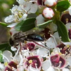 Leioproctus (Leioproctus) alleynae at Boro, NSW - suppressed