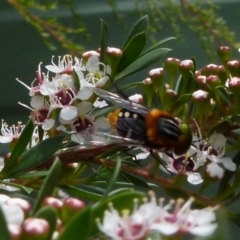 Scaptia (Scaptia) auriflua (A flower-feeding march fly) at Boro - 14 Dec 2021 by Paul4K