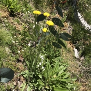 Craspedia aurantia var. jamesii at Cotter River, ACT - 13 Dec 2021