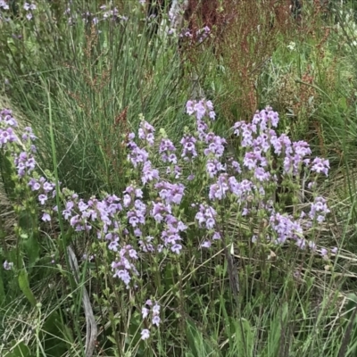 Euphrasia collina (Purple Eye-bright) at Namadgi National Park - 13 Dec 2021 by BrianH