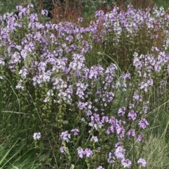 Euphrasia collina at Cotter River, ACT - 13 Dec 2021