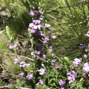 Euphrasia collina at Cotter River, ACT - 13 Dec 2021