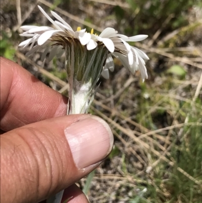 Celmisia tomentella (Common Snow Daisy) at Cotter River, ACT - 13 Dec 2021 by BrianH