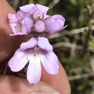 Euphrasia collina at Cotter River, ACT - 13 Dec 2021 02:14 PM