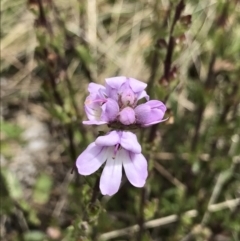 Euphrasia collina at Cotter River, ACT - 13 Dec 2021 02:14 PM