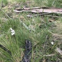 Caladenia alpina (Mountain Caps) at Cotter River, ACT - 13 Dec 2021 by BrianH