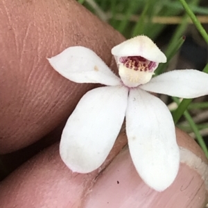 Caladenia alpina at Cotter River, ACT - 13 Dec 2021