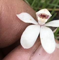 Caladenia alpina at Cotter River, ACT - 13 Dec 2021