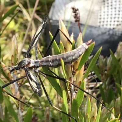 Tipulidae sp. (family) (Unidentified Crane Fly) at Cotter River, ACT - 13 Dec 2021 by BrianH