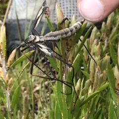 Tipulidae sp. (family) at Cotter River, ACT - 13 Dec 2021