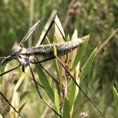 Tipulidae sp. (family) at Cotter River, ACT - 13 Dec 2021 03:31 PM