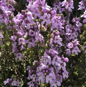 Euphrasia collina subsp. paludosa at Cotter River, ACT - 13 Dec 2021 03:42 PM