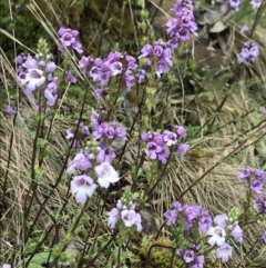 Euphrasia collina subsp. paludosa at Cotter River, ACT - 13 Dec 2021