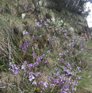 Euphrasia collina subsp. paludosa at Cotter River, ACT - 13 Dec 2021