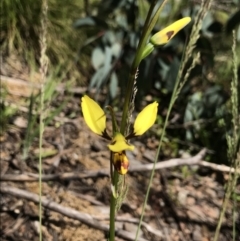 Diuris sulphurea (Tiger orchid) at Cotter River, ACT - 12 Dec 2021 by BrianH