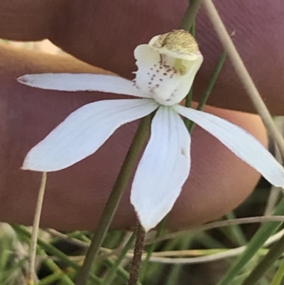 Caladenia moschata (Musky Caps) at Cotter River, ACT - 12 Dec 2021 by BrianH