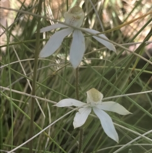 Caladenia moschata at Cotter River, ACT - 13 Dec 2021