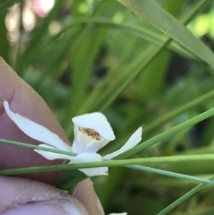 Caladenia alpina at Cotter River, ACT - suppressed