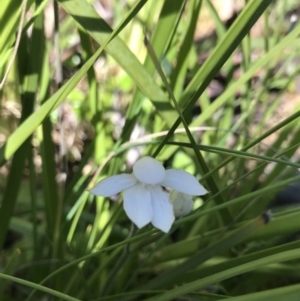 Caladenia alpina at Cotter River, ACT - 13 Dec 2021