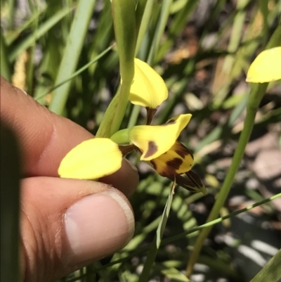 Diuris sulphurea (Tiger Orchid) at Cotter River, ACT - 13 Dec 2021 by BrianH