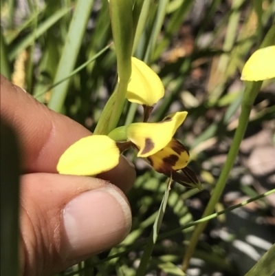 Diuris sulphurea (Tiger Orchid) at Cotter River, ACT - 12 Dec 2021 by BrianH