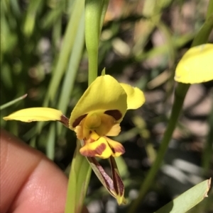 Diuris sulphurea at Cotter River, ACT - suppressed