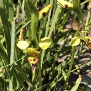 Diuris sulphurea at Cotter River, ACT - suppressed