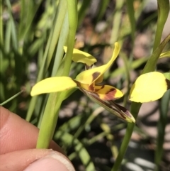 Diuris sulphurea at Cotter River, ACT - suppressed