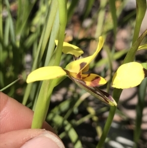 Diuris sulphurea at Cotter River, ACT - suppressed