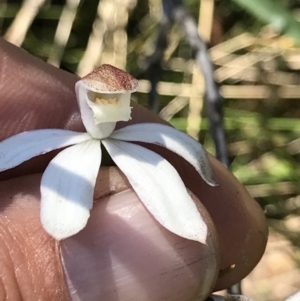 Caladenia moschata at Cotter River, ACT - suppressed