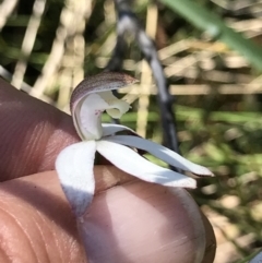 Caladenia moschata at Cotter River, ACT - suppressed