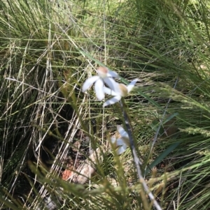 Caladenia moschata at Cotter River, ACT - suppressed