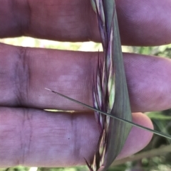 Rytidosperma pallidum (Red-anther Wallaby Grass) at Cotter River, ACT - 12 Dec 2021 by BrianH