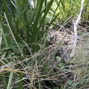 Chiloglottis valida at Cotter River, ACT - suppressed