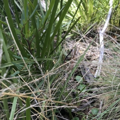 Chiloglottis valida (Large Bird Orchid) at Cotter River, ACT - 13 Dec 2021 by BrianH