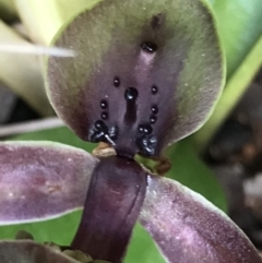 Chiloglottis valida at Cotter River, ACT - 13 Dec 2021