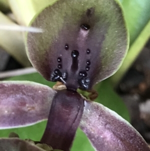 Chiloglottis valida at Cotter River, ACT - suppressed