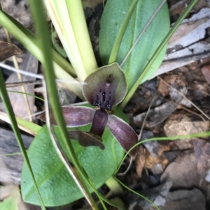 Chiloglottis valida at Cotter River, ACT - 13 Dec 2021