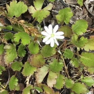 Stellaria pungens at Cotter River, ACT - 13 Dec 2021