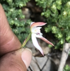 Caladenia moschata at Cotter River, ACT - 13 Dec 2021