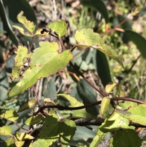 Clematis aristata at Cotter River, ACT - 13 Dec 2021