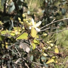 Clematis aristata at Cotter River, ACT - 13 Dec 2021