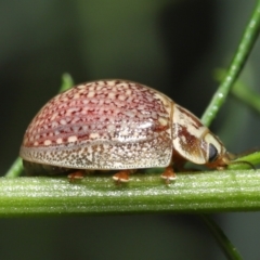 Paropsisterna decolorata (A Eucalyptus leaf beetle) at Acton, ACT - 12 Dec 2021 by TimL